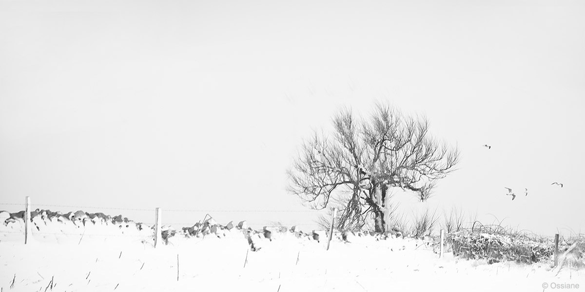 Snow: photo WINDSWEPT (Author: Ossiane)