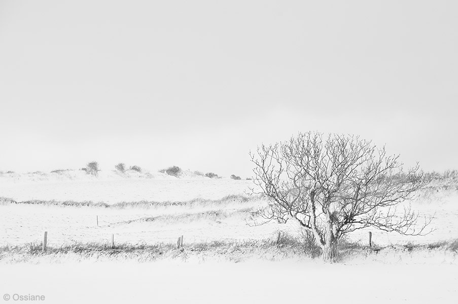 Photo FRÊLE de la galerie NEIGE (auteur Ossiane)