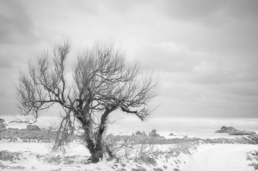 Photo ÉCHEVELÉ de la galerie NEIGE (auteur Ossiane)