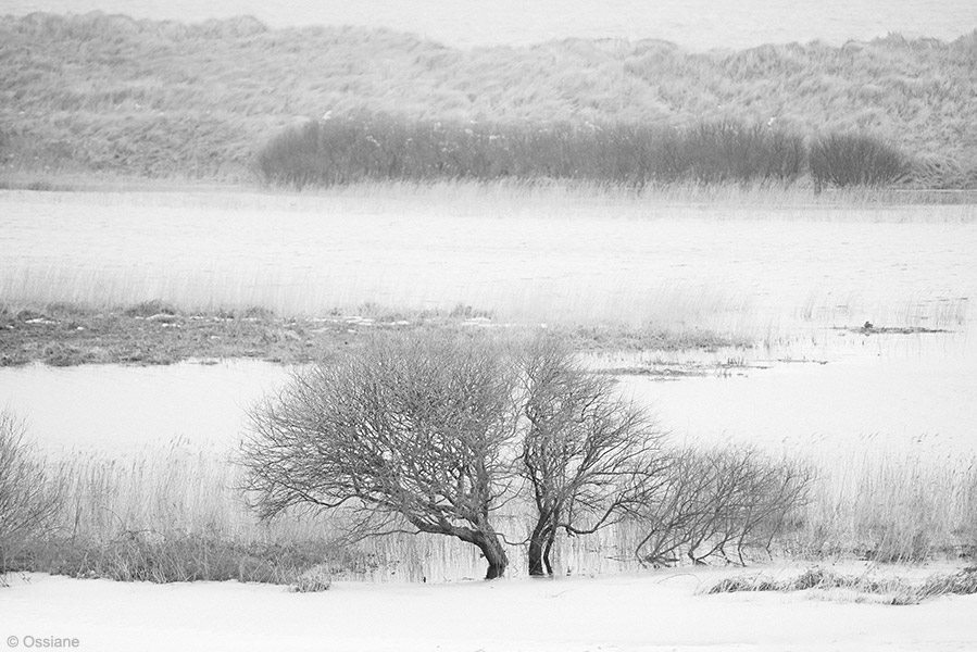 Snow: photo DUO (Author: Ossiane)