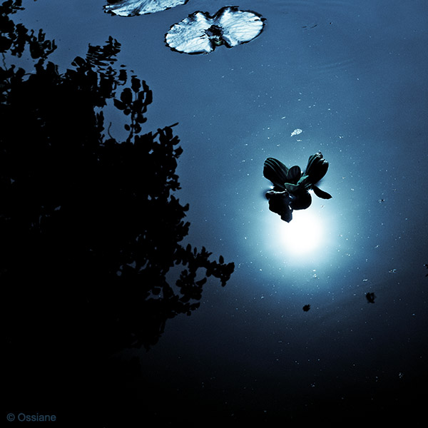 Night Sceneries: photo DIVING (Author: Ossiane)