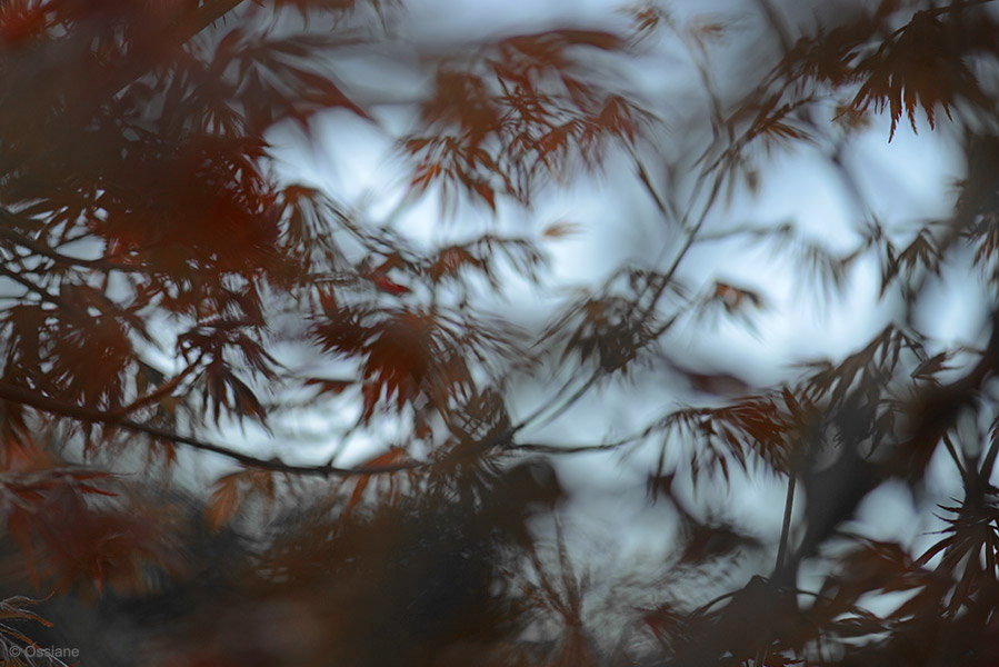 Photo LUEURS de la galerie TOILES DE NUIT (auteur Ossiane)