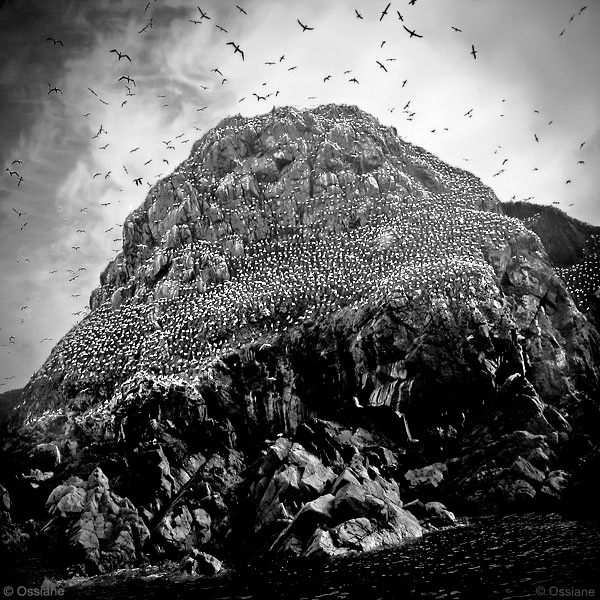 Photo COLONY from the OCEAN gallery (Ossiane)