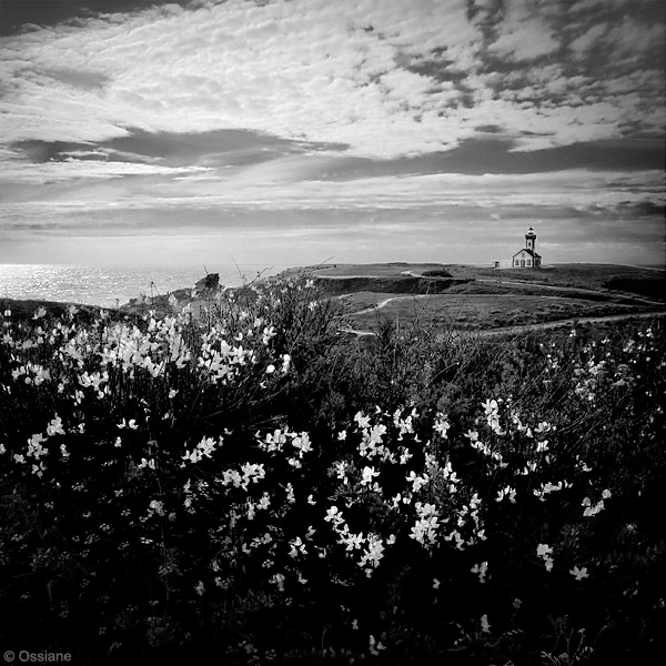 Galerie Océanes : photo GENÊTS (Auteur Ossiane)