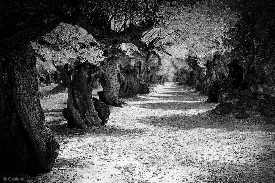 Galerie Les Bois sacrés : photo SAGESSE (Auteur Ossiane)