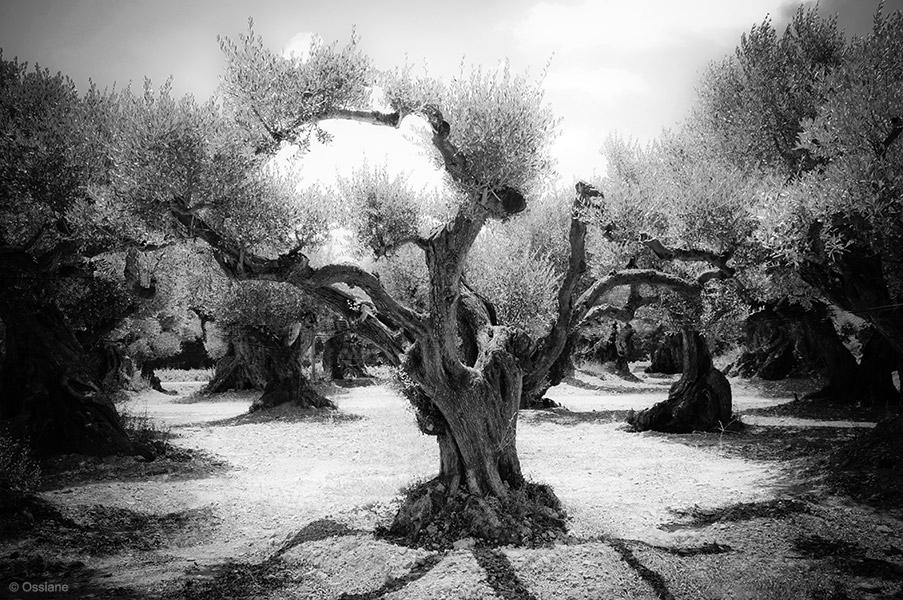 Photo MAESTRO de la galerie LES BOIS SACRÉS (auteur Ossiane)