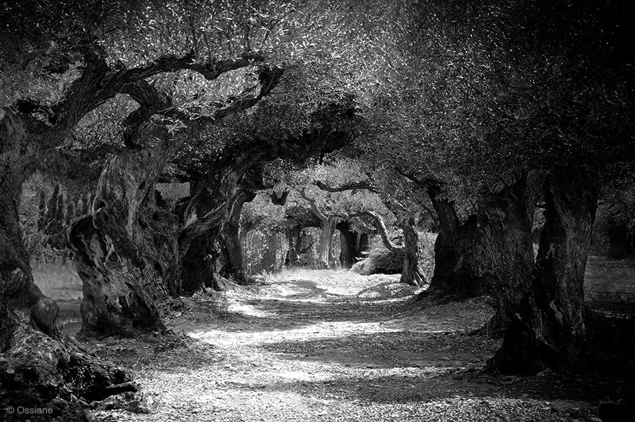 Photo OUVERTURE de la galerie LES BOIS SACRÉS (auteur Ossiane)