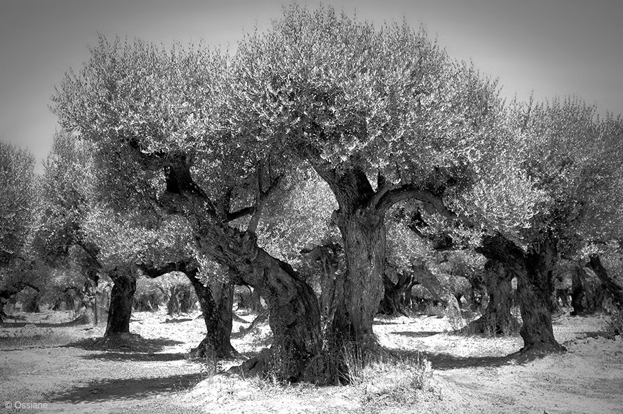 Photo INTIMACY from the SACRED WOODS gallery (Ossiane)