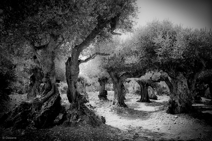 Sacred Woods: photo PRAYER (Author: Ossiane)