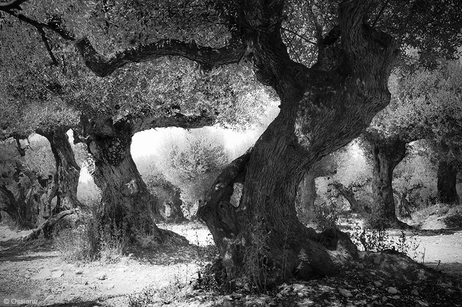 Galerie Les Bois sacrés : photo BAL (Auteur Ossiane)