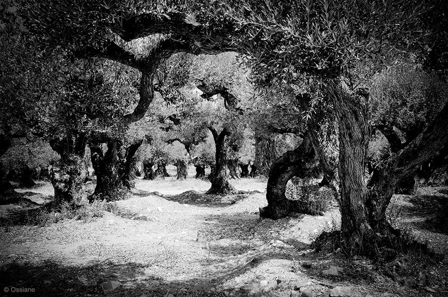 Galerie Les Bois sacrés : photo OEUVRE (Auteur Ossiane)