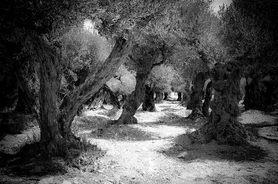 Photo TEMPLE from the SACRED WOODS gallery (Ossiane)