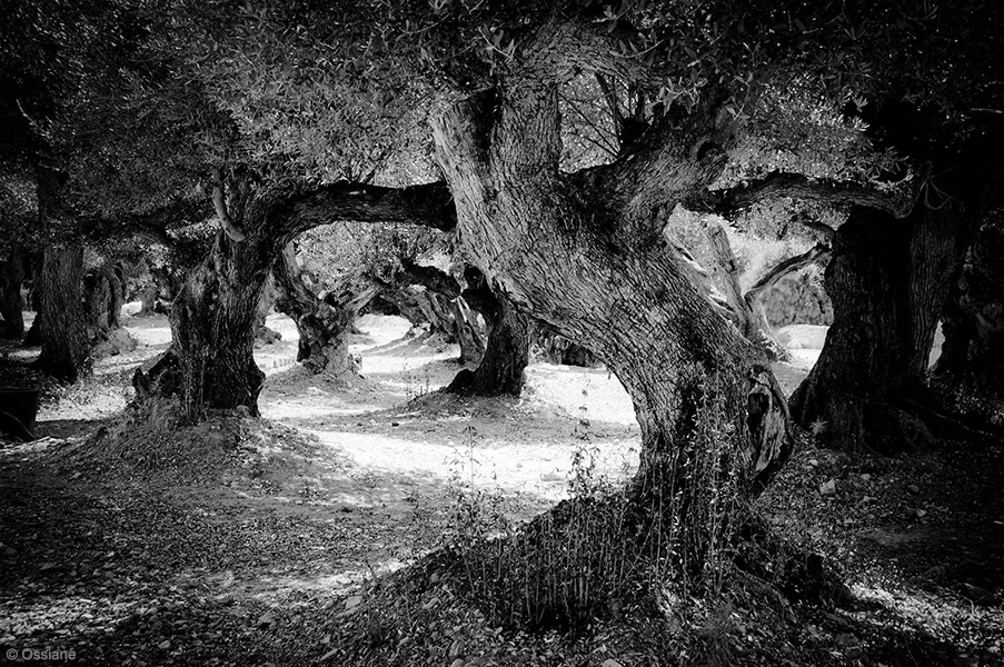 Galerie Les Bois sacrés : photo RONDE (Auteur Ossiane)