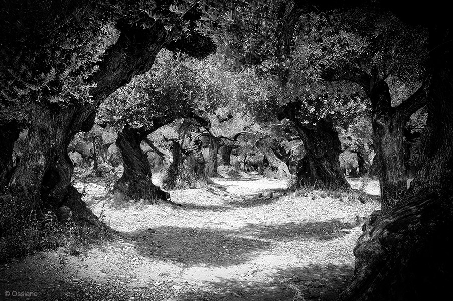 Photo APPARITION de la galerie LES BOIS SACRÉS (auteur Ossiane)