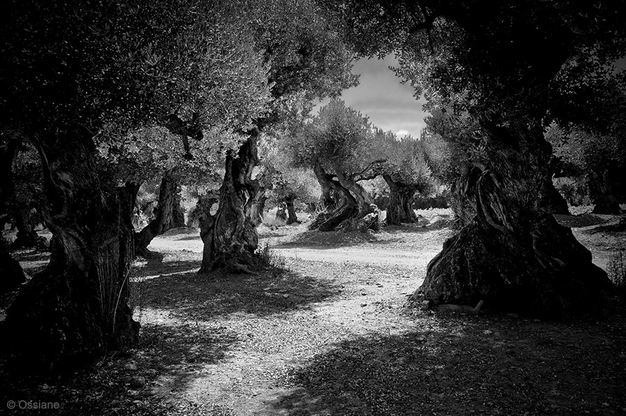 Photo ASTRE de la galerie LES BOIS SACRÉS (auteur Ossiane)