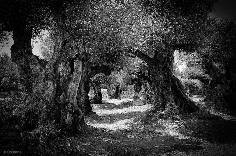 Galerie Les Bois sacrés : photo CANTILÈNE (Auteur Ossiane)