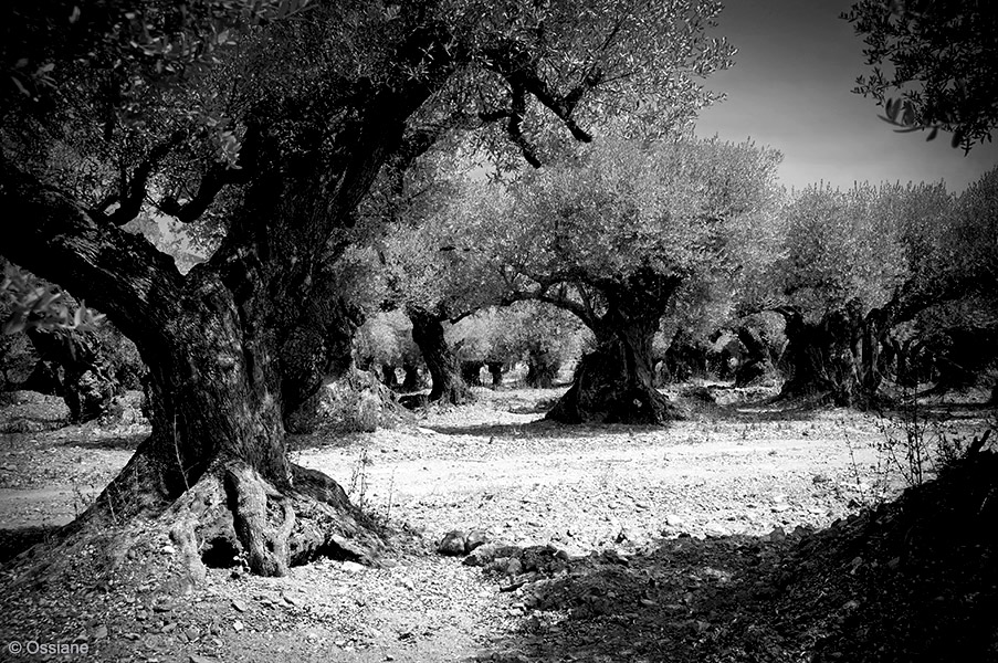 Photo INVITATION de la galerie LES BOIS SACRÉS (auteur Ossiane)