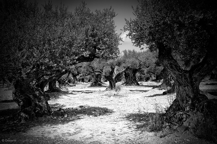 Photo COMBAT de la galerie LES BOIS SACRÉS (auteur Ossiane)