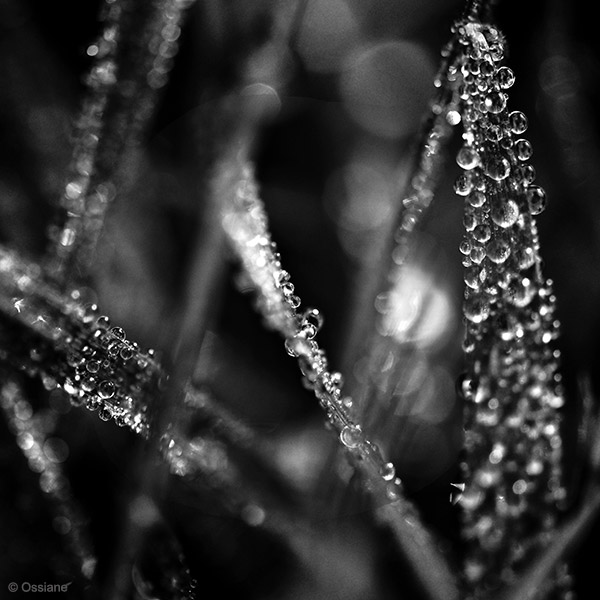 Photo PLUIE de la galerie SOURCE DE VIE (auteur Ossiane)