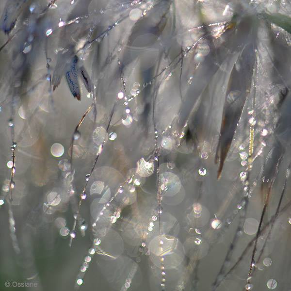 Photo MOTHER-OF-PEARL from the WATER OF LIFE gallery (Ossiane)