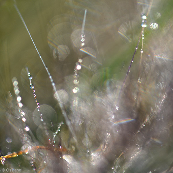 Photo EFFUSION de la galerie EAU DE VIE (auteur Ossiane)