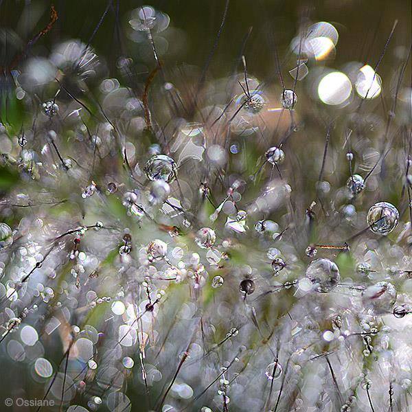 Photo FOUGUE de la galerie EAU DE VIE (auteur Ossiane)