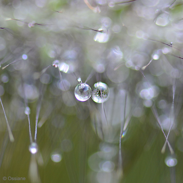 Photo KISS from the WATER OF LIFE gallery (Ossiane)