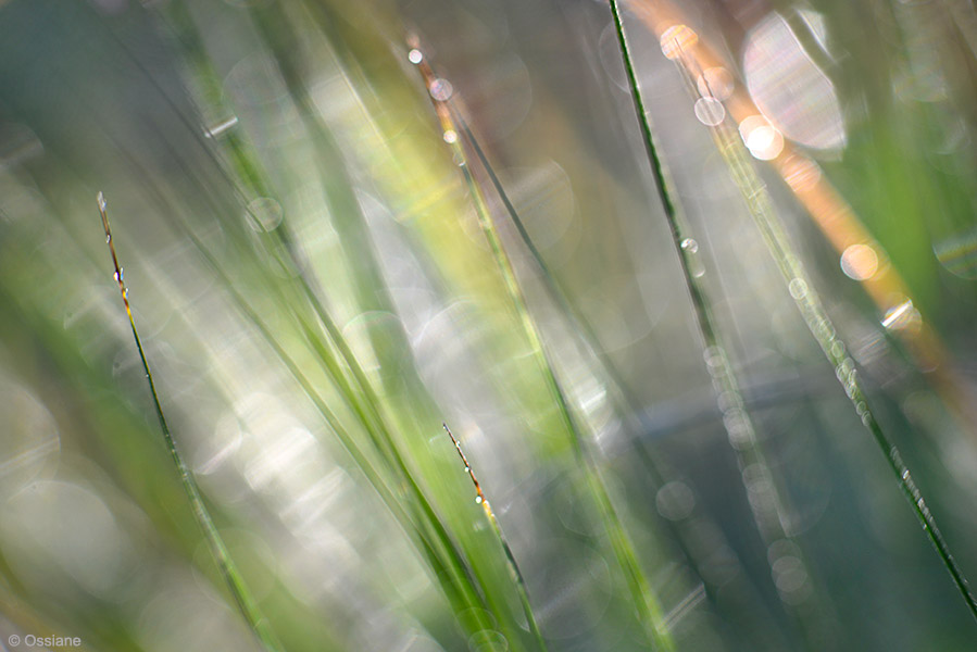 Photo SLOWLY from the WATER OF LIFE gallery (Ossiane)