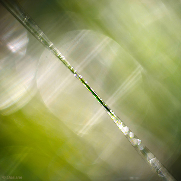 Photo TIMBRE from the WATER OF LIFE gallery (Ossiane)