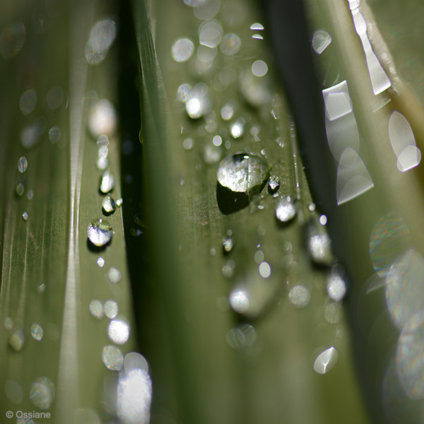 Photo TEARS from the WATER OF LIFE gallery (Ossiane)